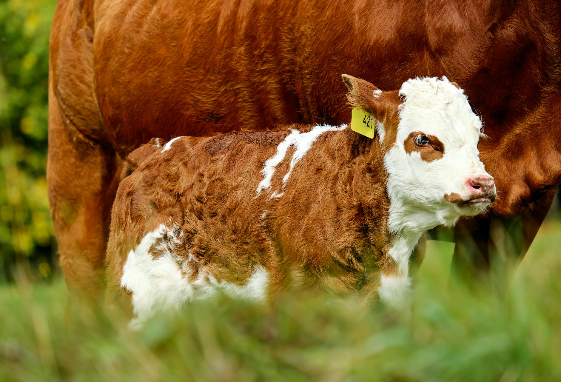 photo of calf with ear tag
